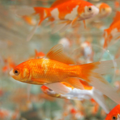 Goldfische im Aquarium